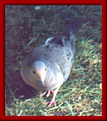 Mourning Dove