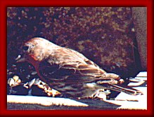 House Finch